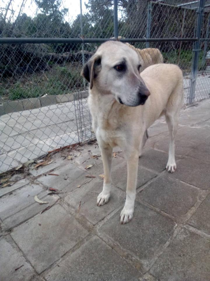 BELLA, a Adoptable Anatolian Shepherd in San Bernardino, CA image 2/2