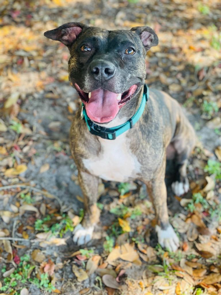 Enlarge Destiny, a Adoptable Mixed Breed in St. Augustine, FL image 1/1