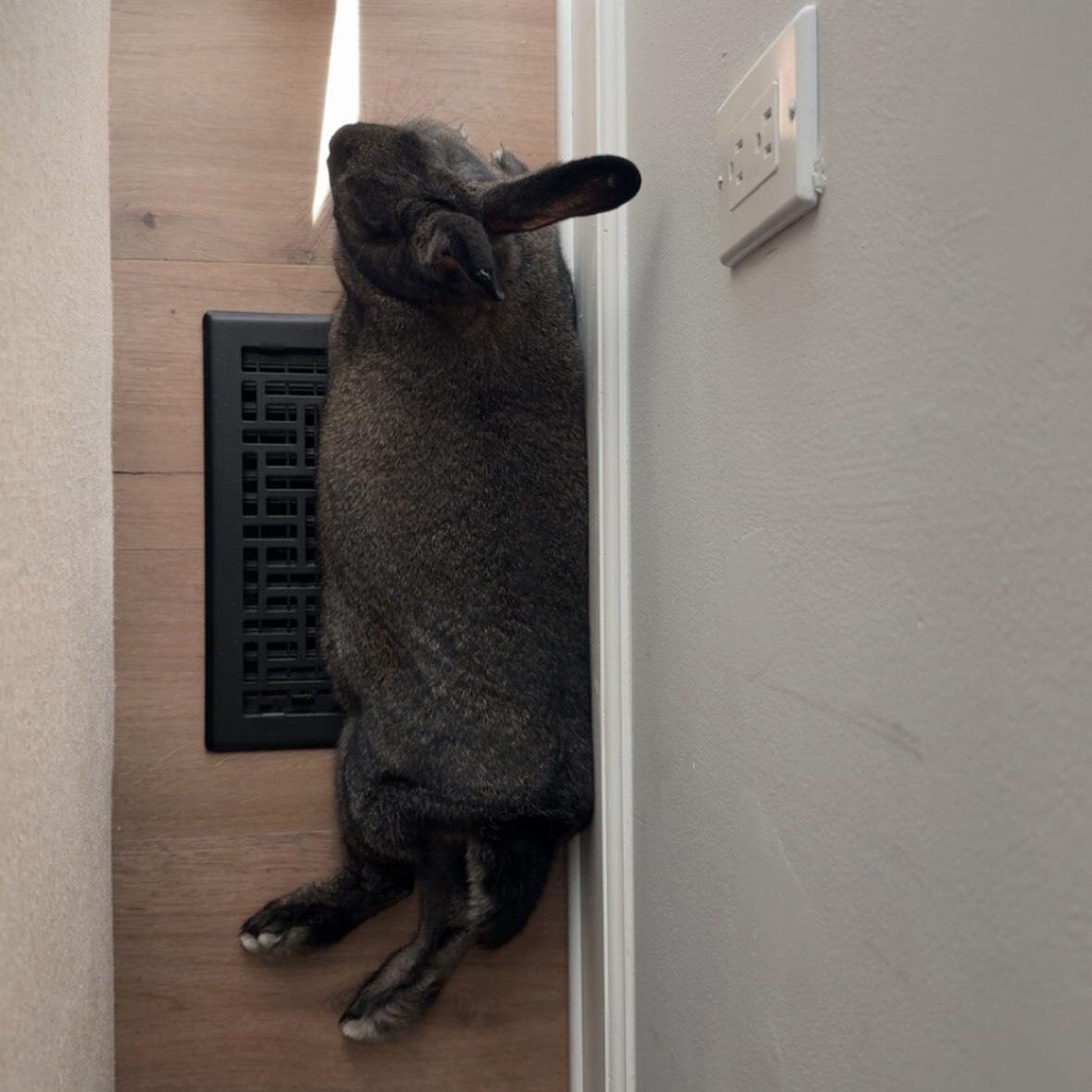 Reese*, a Adoptable mixed breed in Ellicott City, MD image 5/5