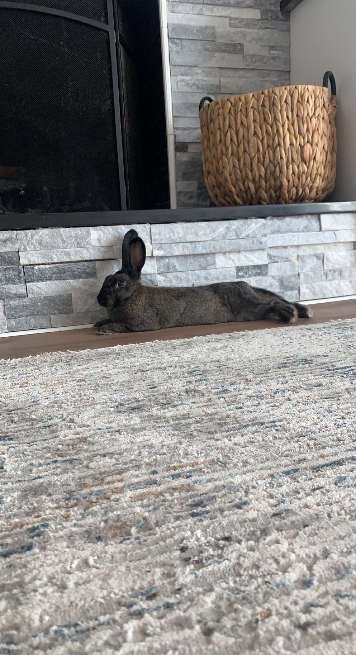 Reese*, a Adoptable mixed breed in Ellicott City, MD image 4/5