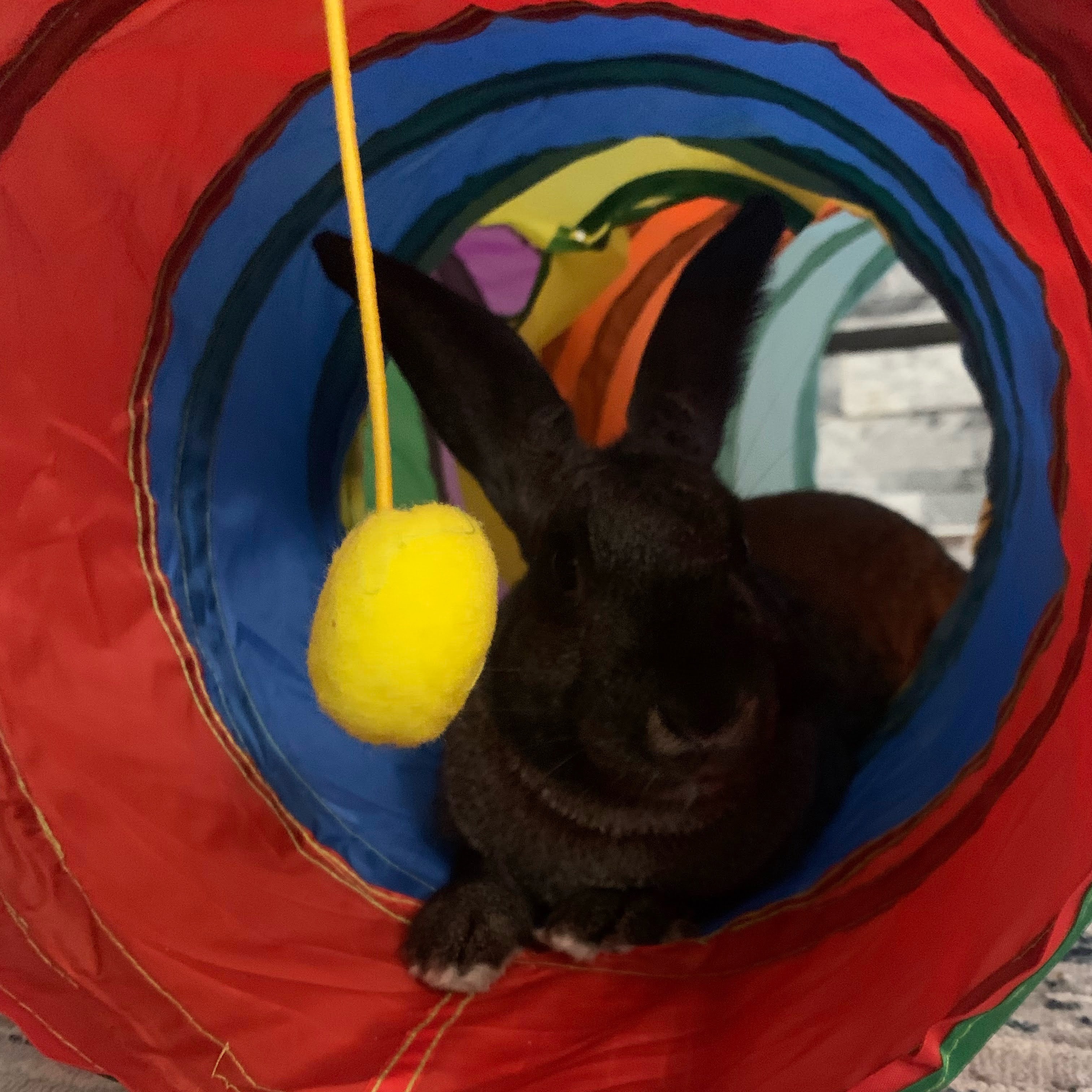 Reese*, a Adoptable mixed breed in Ellicott City, MD image 3/5