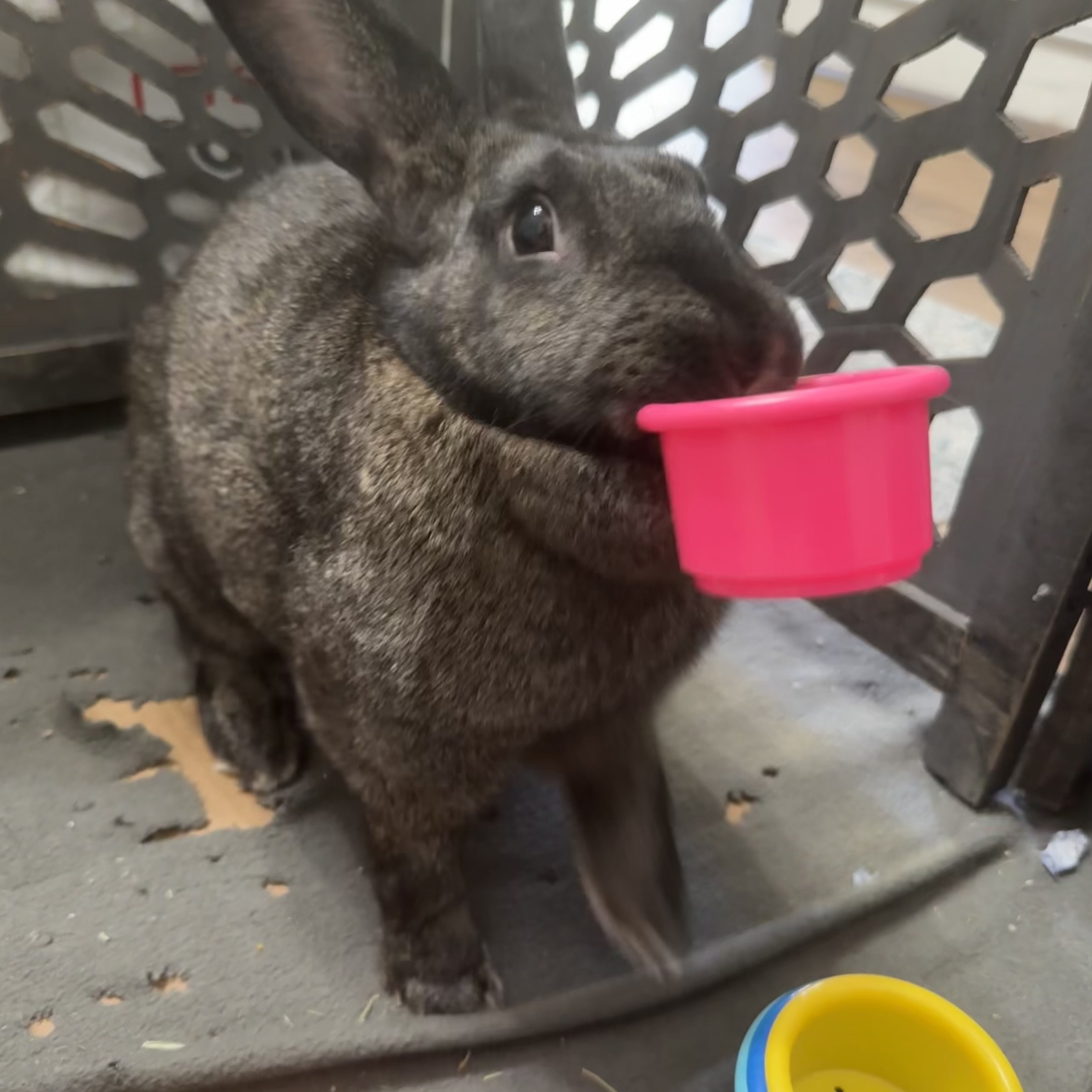 Reese*, Adoptable, Adult Female Bunny Rabbit.