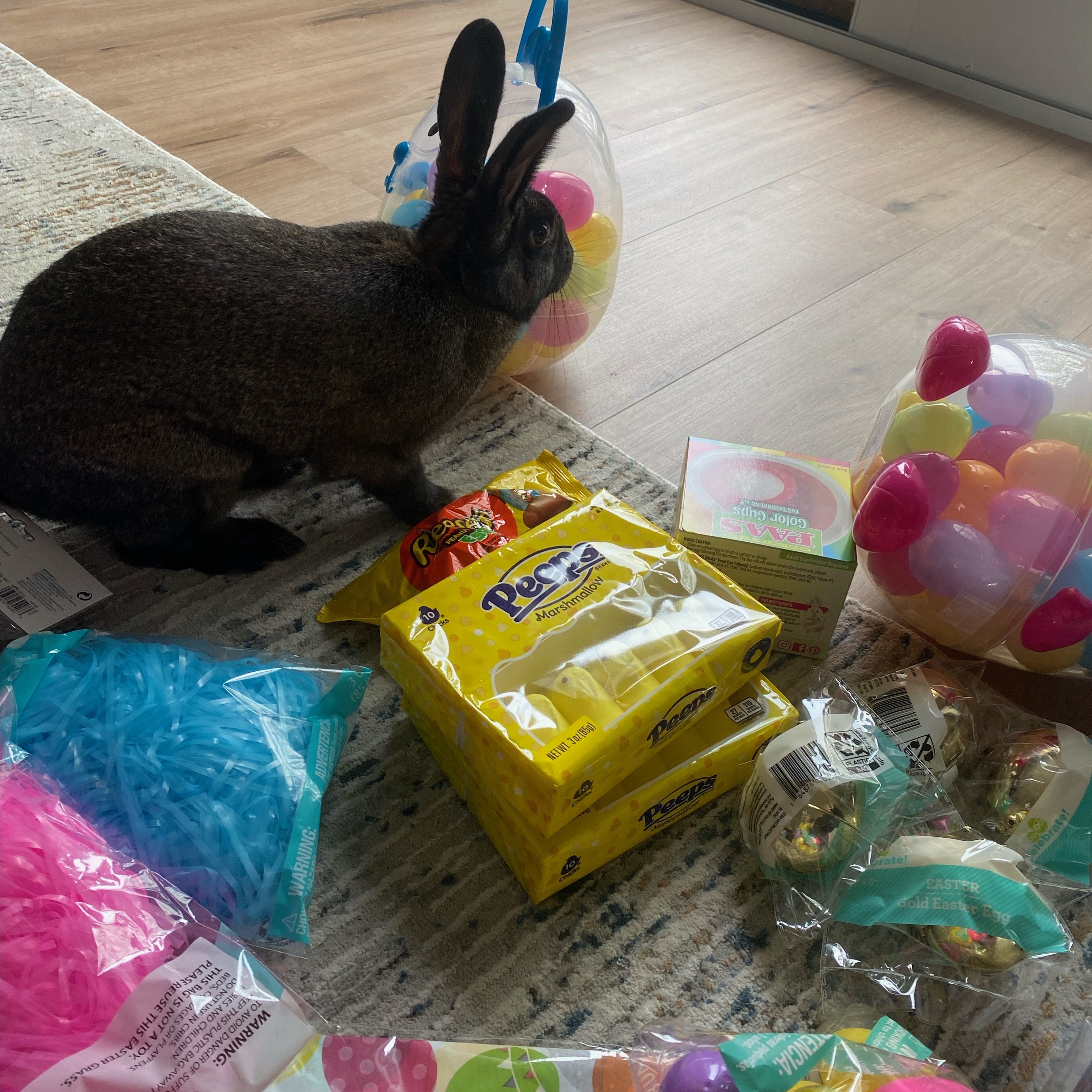 Reese*, a Adoptable mixed breed in Ellicott City, MD image 2/5