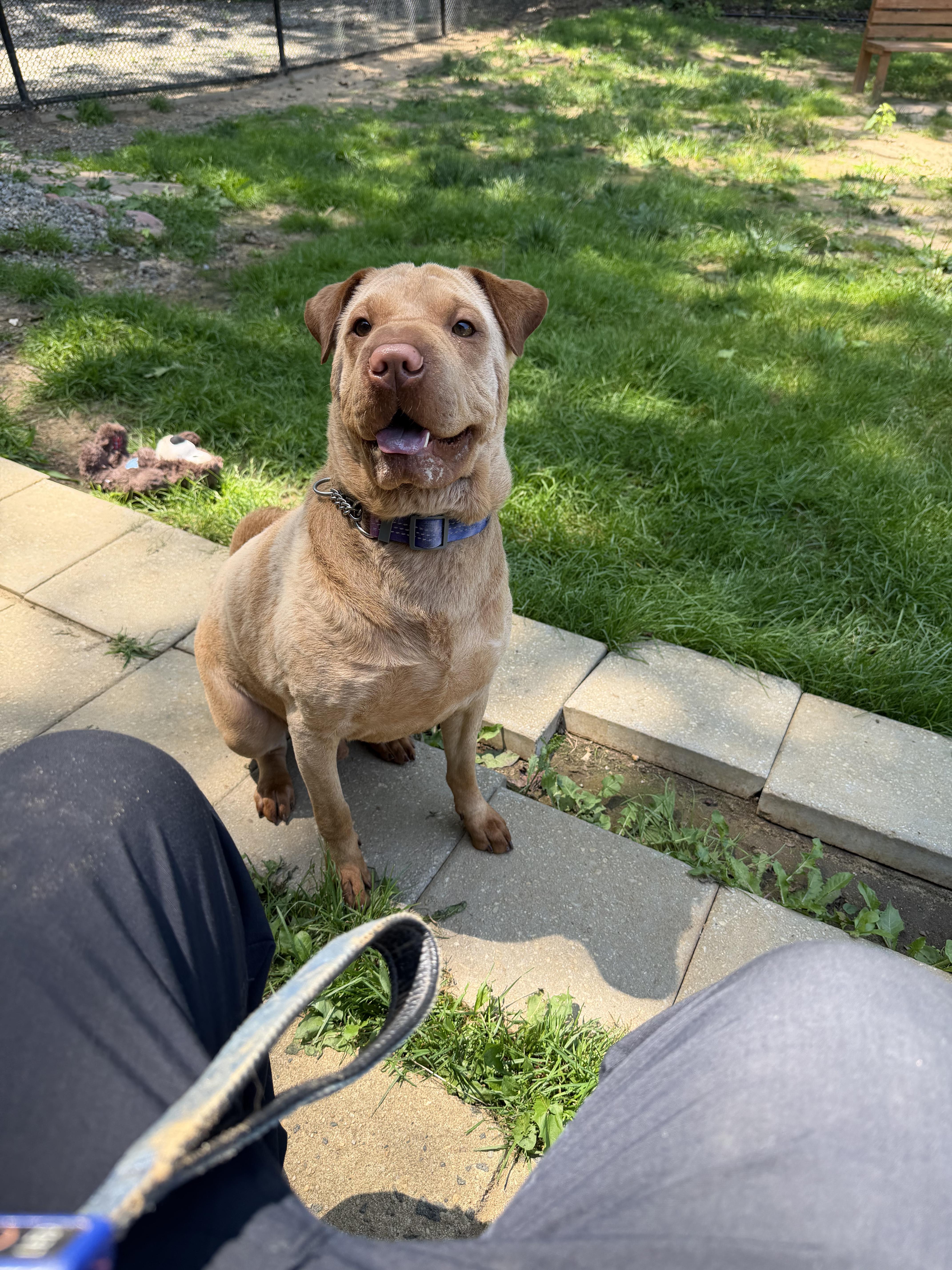 Beau, ADOPTABLE, Adult Male Shar-Pei.