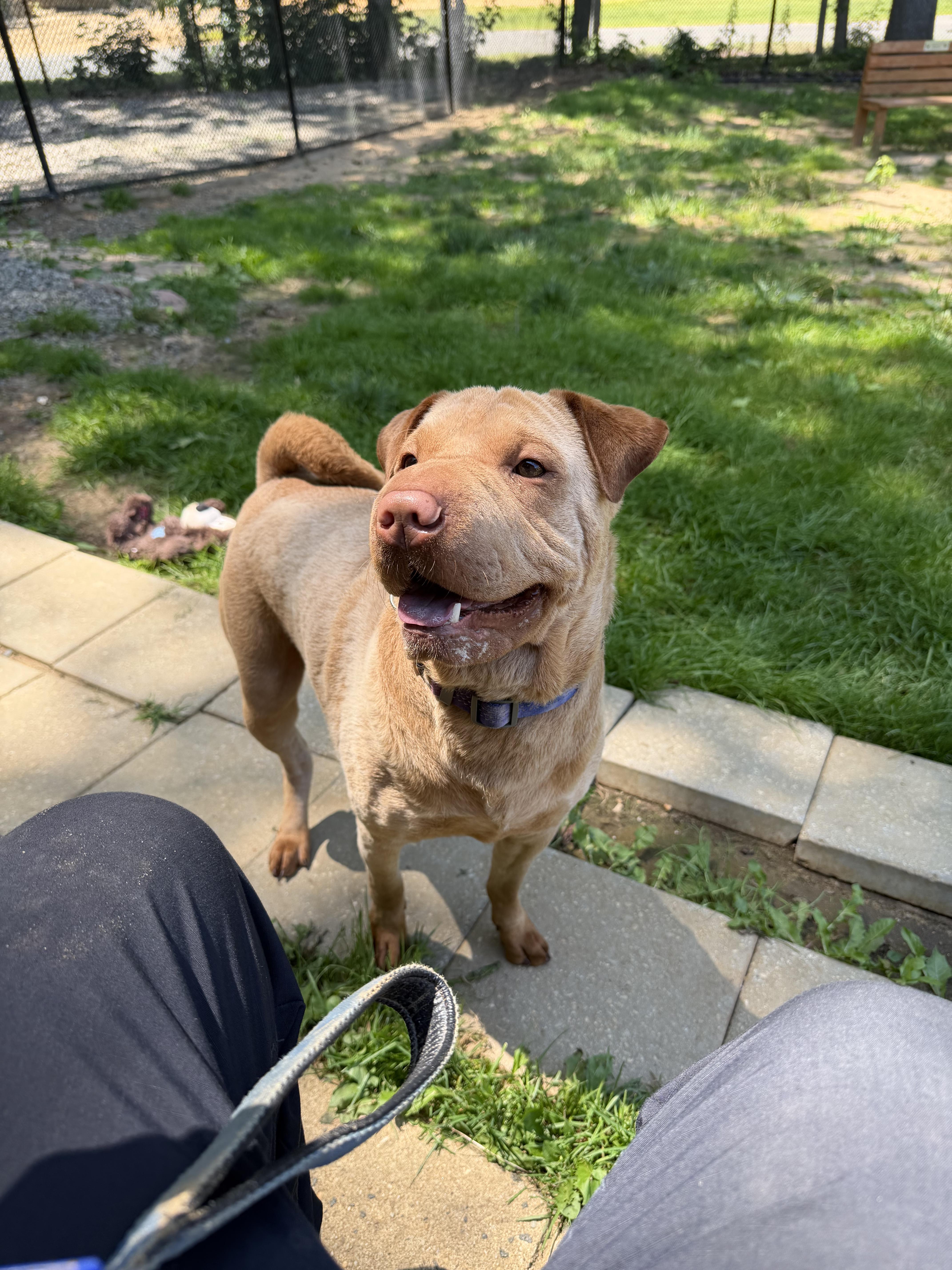 Beau, a ADOPTABLE mixed breed in Old Bridge, NJ image 2/2