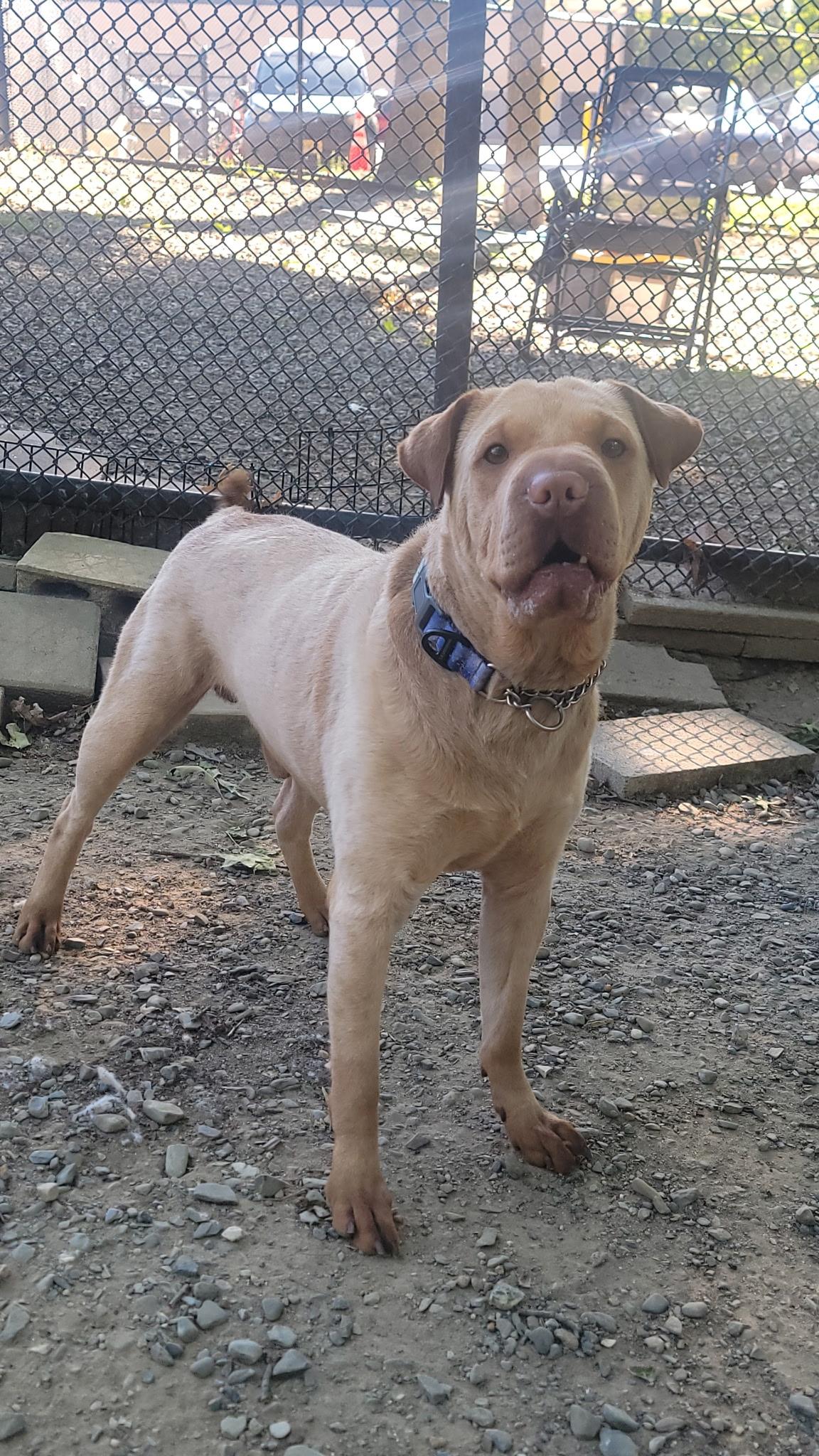 Enlarge Beau, a ADOPTABLE mixed breed in Old Bridge, NJ image 2/2