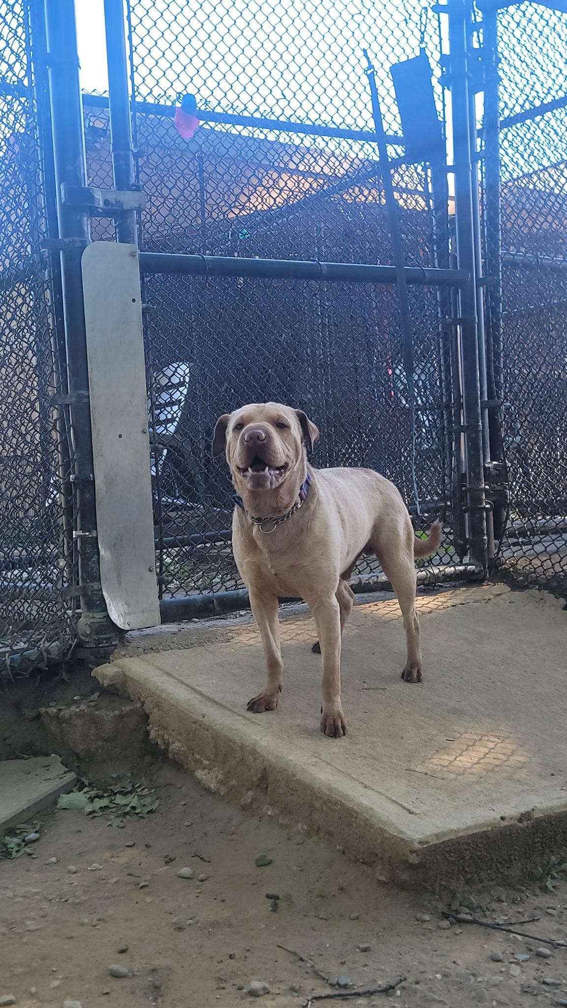 Beau, ADOPTABLE, Adult Male Shar-Pei.