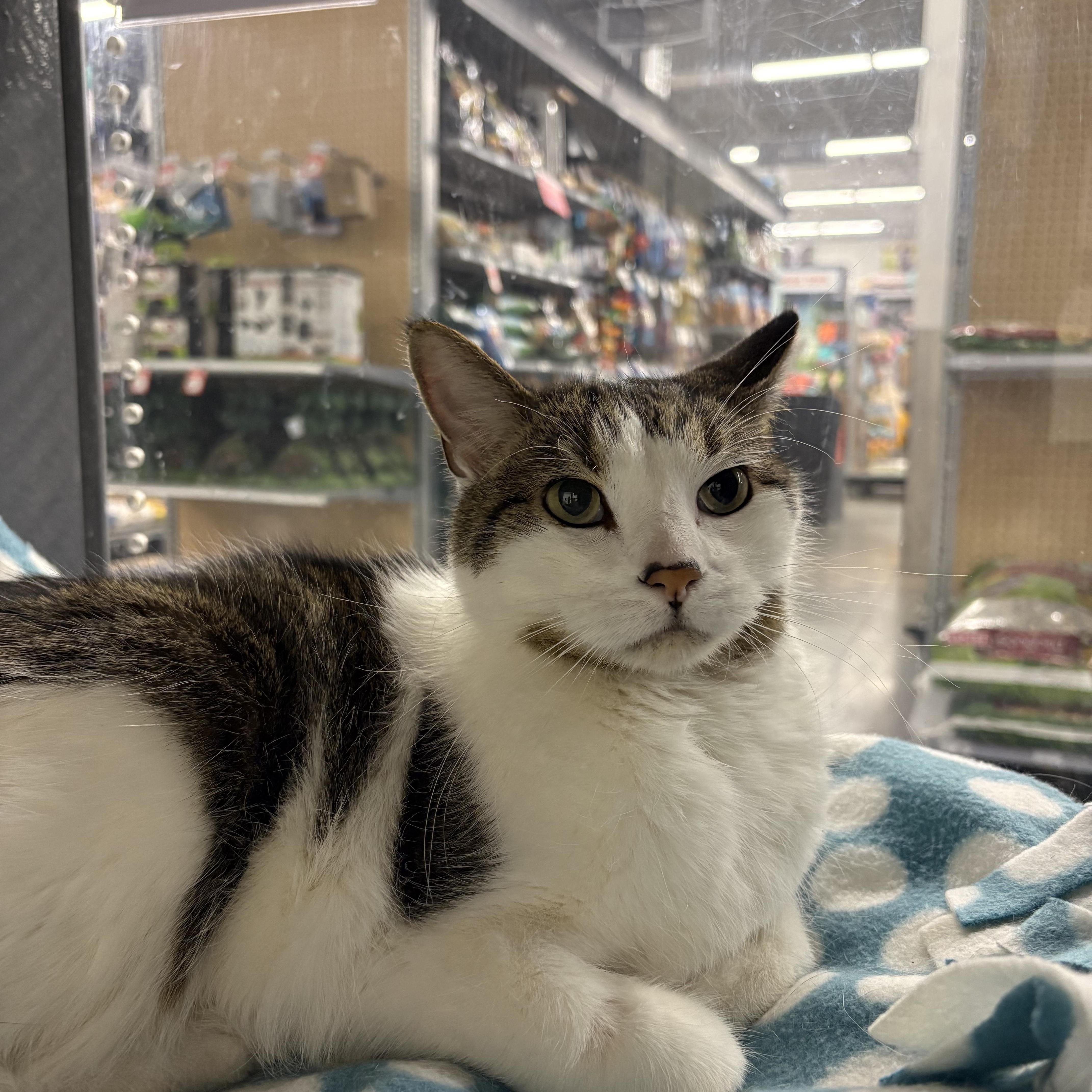 Enlarge Harry, a ADOPTABLE mixed breed in Zimmerman, MN image 1/1