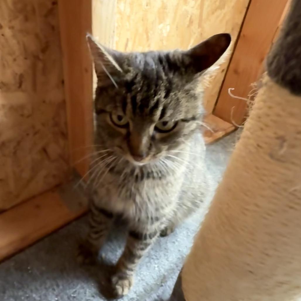 Felicity, Adoptable, Young Female Domestic Short Hair.