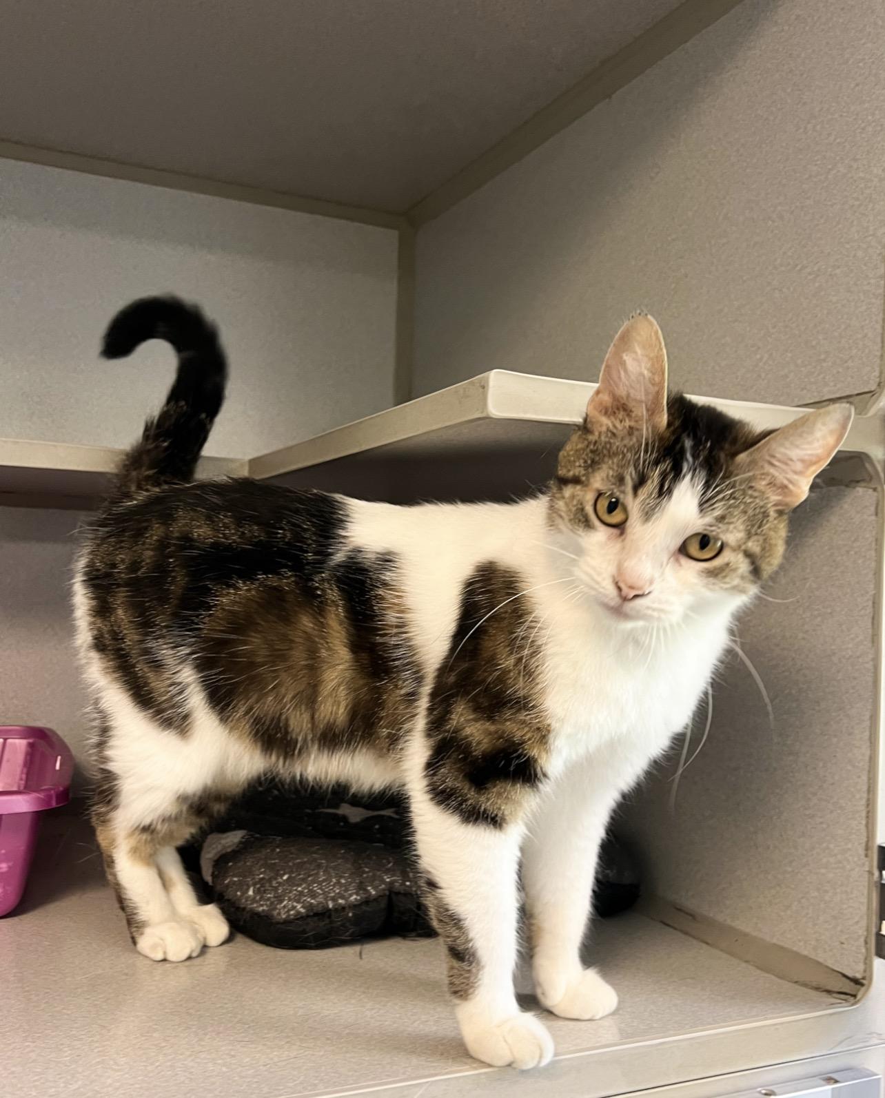 Enlarge Mia, an adopted Domestic Short Hair in St. Ignace, MI image 2/2