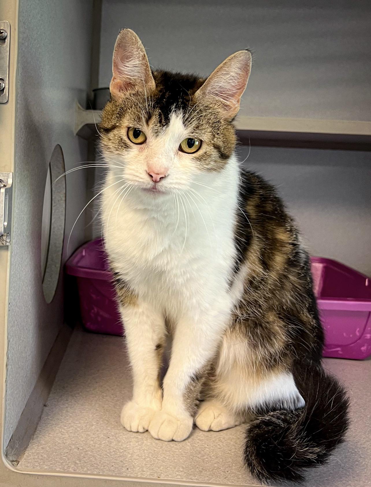 Enlarge Mia, an adopted Domestic Short Hair in St. Ignace, MI image 1/2