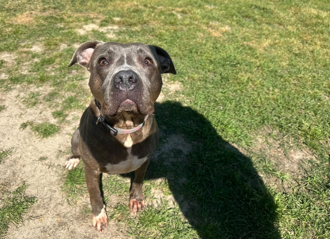 Enlarge Klohie, a Adoptable Mixed Breed in Conway, SC image 1/1