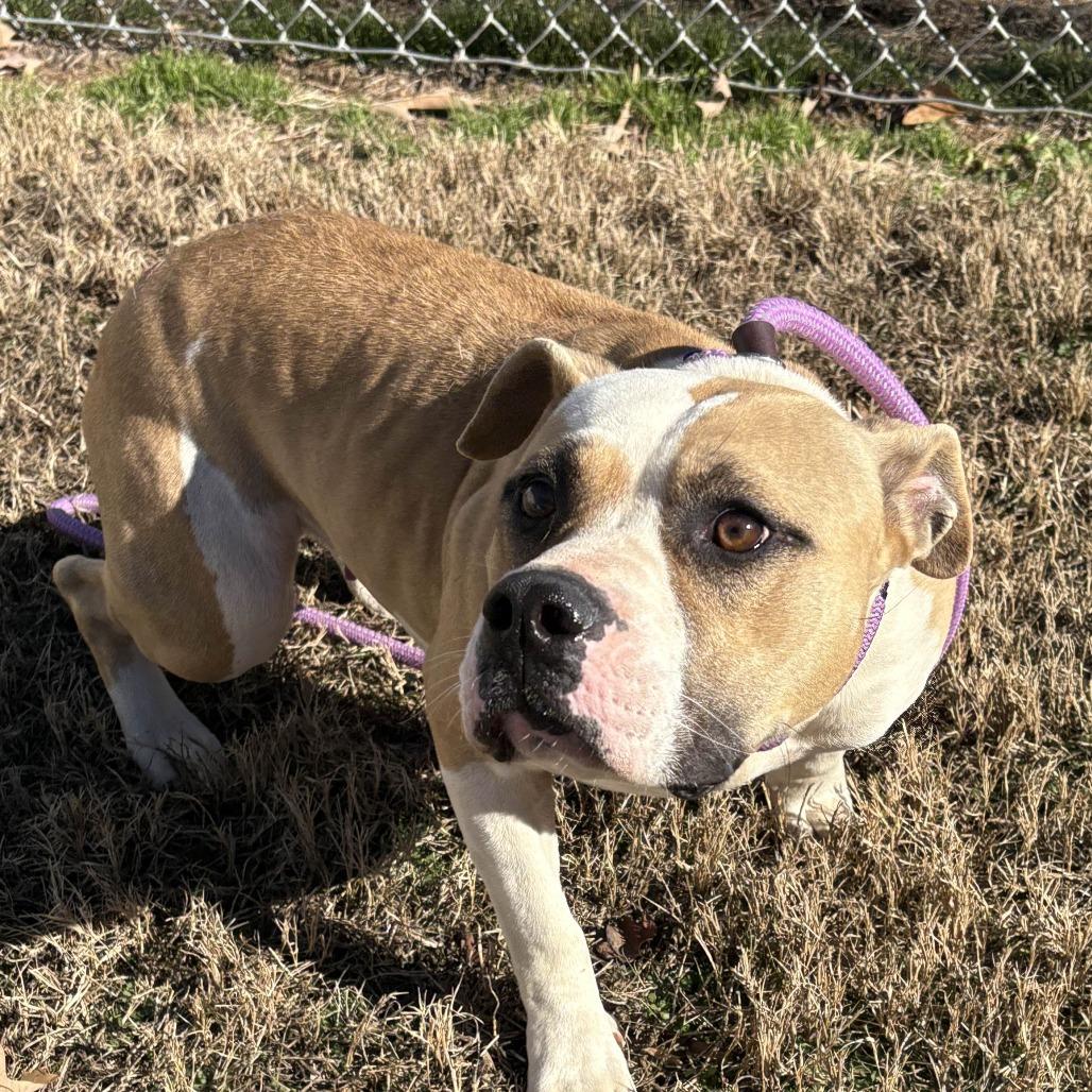 Enlarge Keather, a Adoptable Pit Bull Terrier in Greenville, SC image 1/6