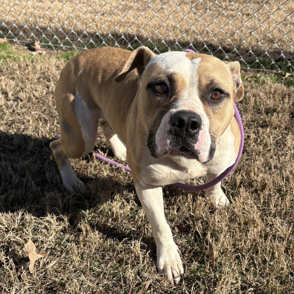 Enlarge Keather, a Adoptable Pit Bull Terrier in Greenville, SC image 2/6