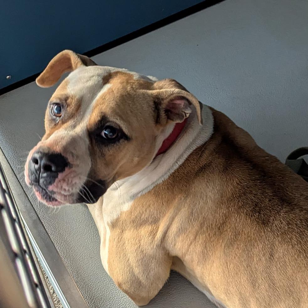 Enlarge Keather, a Adoptable Pit Bull Terrier in Greenville, SC image 3/6