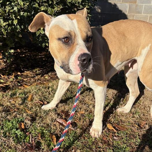 Enlarge Keather, a Adoptable Pit Bull Terrier in Greenville, SC image 4/6