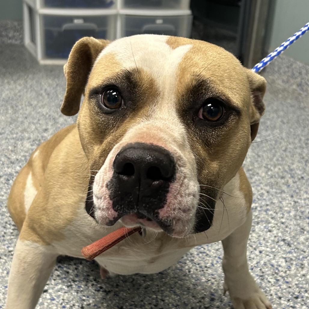 Enlarge Keather, a Adoptable Pit Bull Terrier in Greenville, SC image 5/6