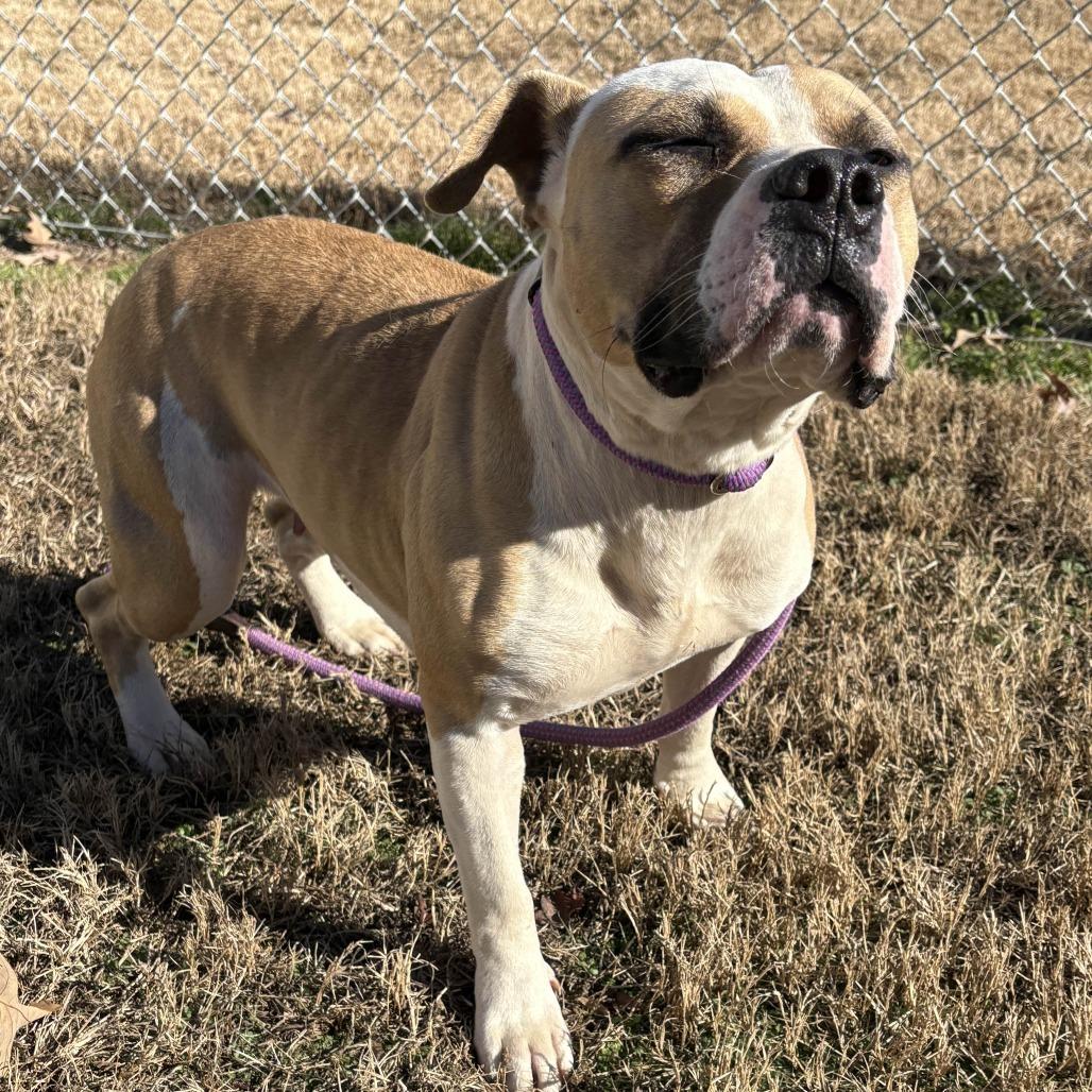 Enlarge Keather, a Adoptable Pit Bull Terrier in Greenville, SC image 6/6