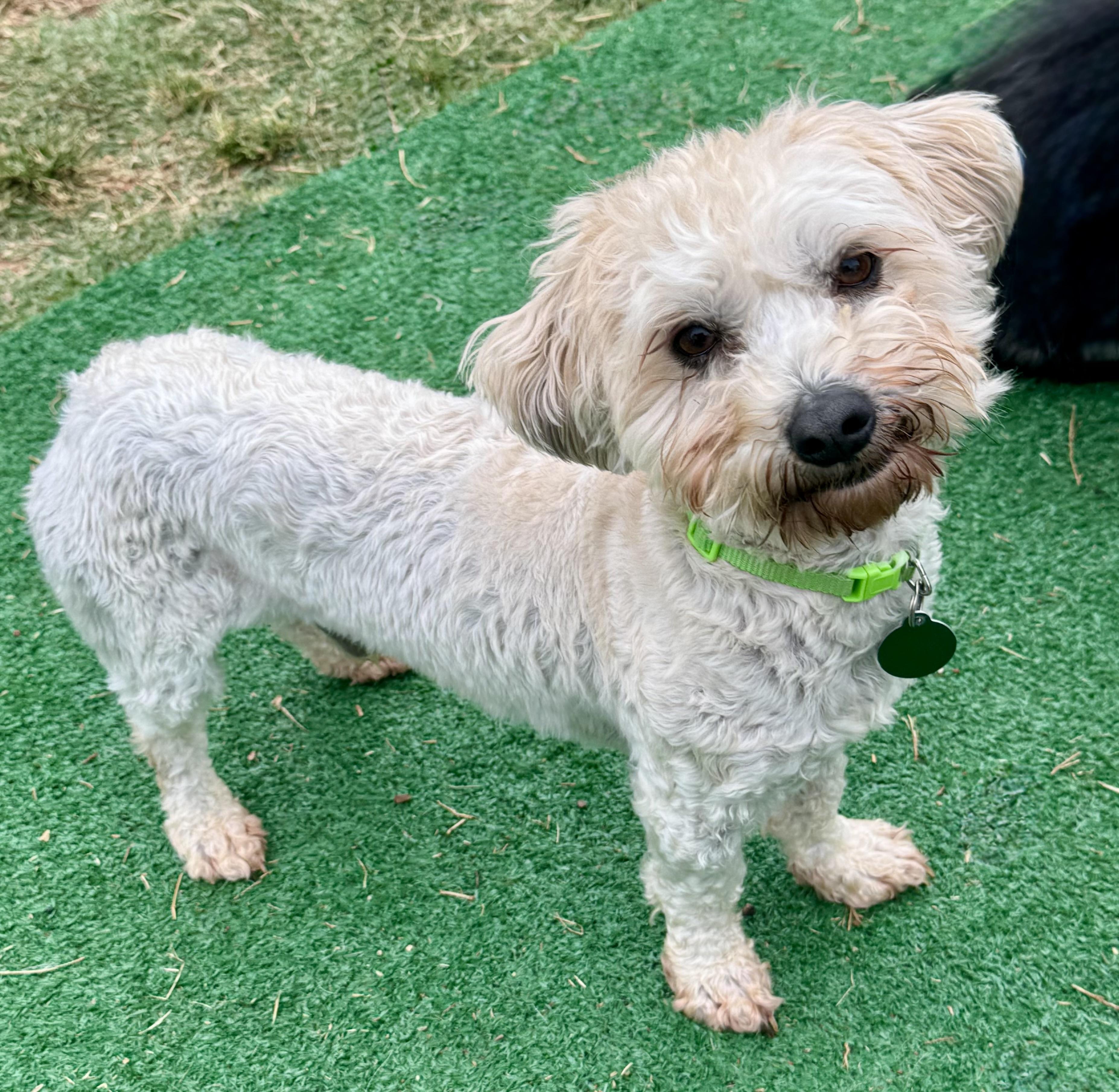 Simba, ADOPTABLE, Young Male Poodle & Maltese.