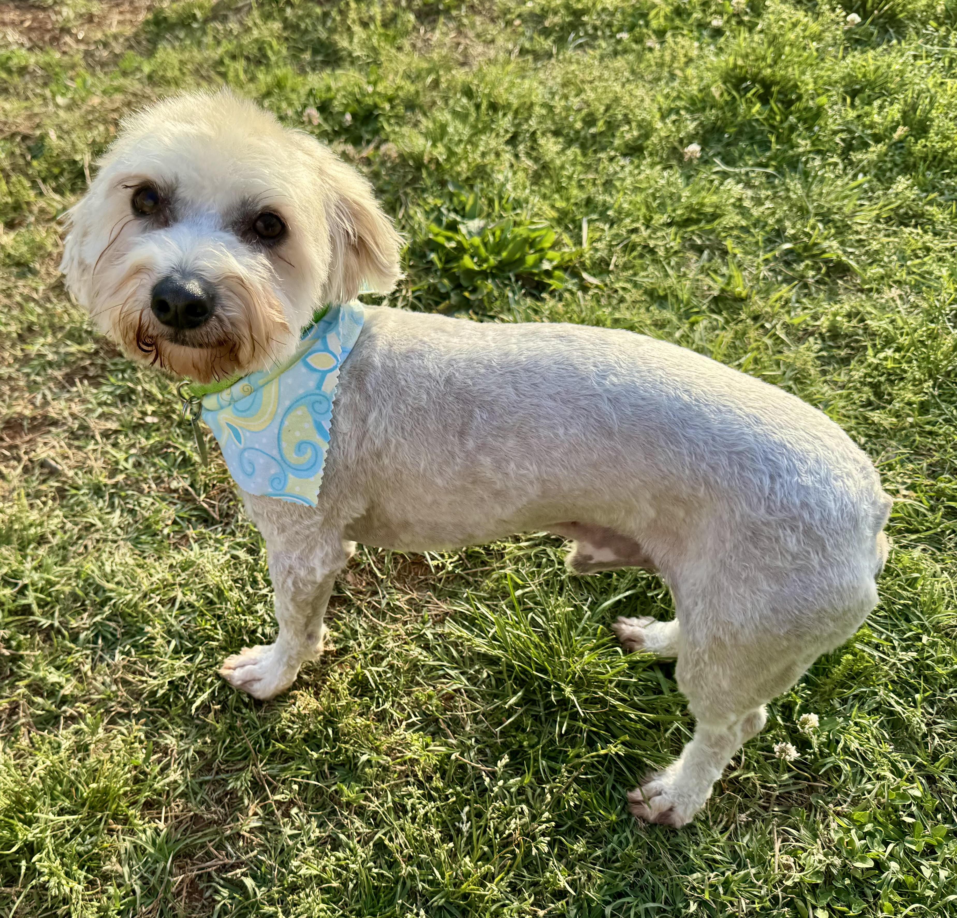 Simba, a ADOPTABLE mixed breed in Maiden, NC image 4/6