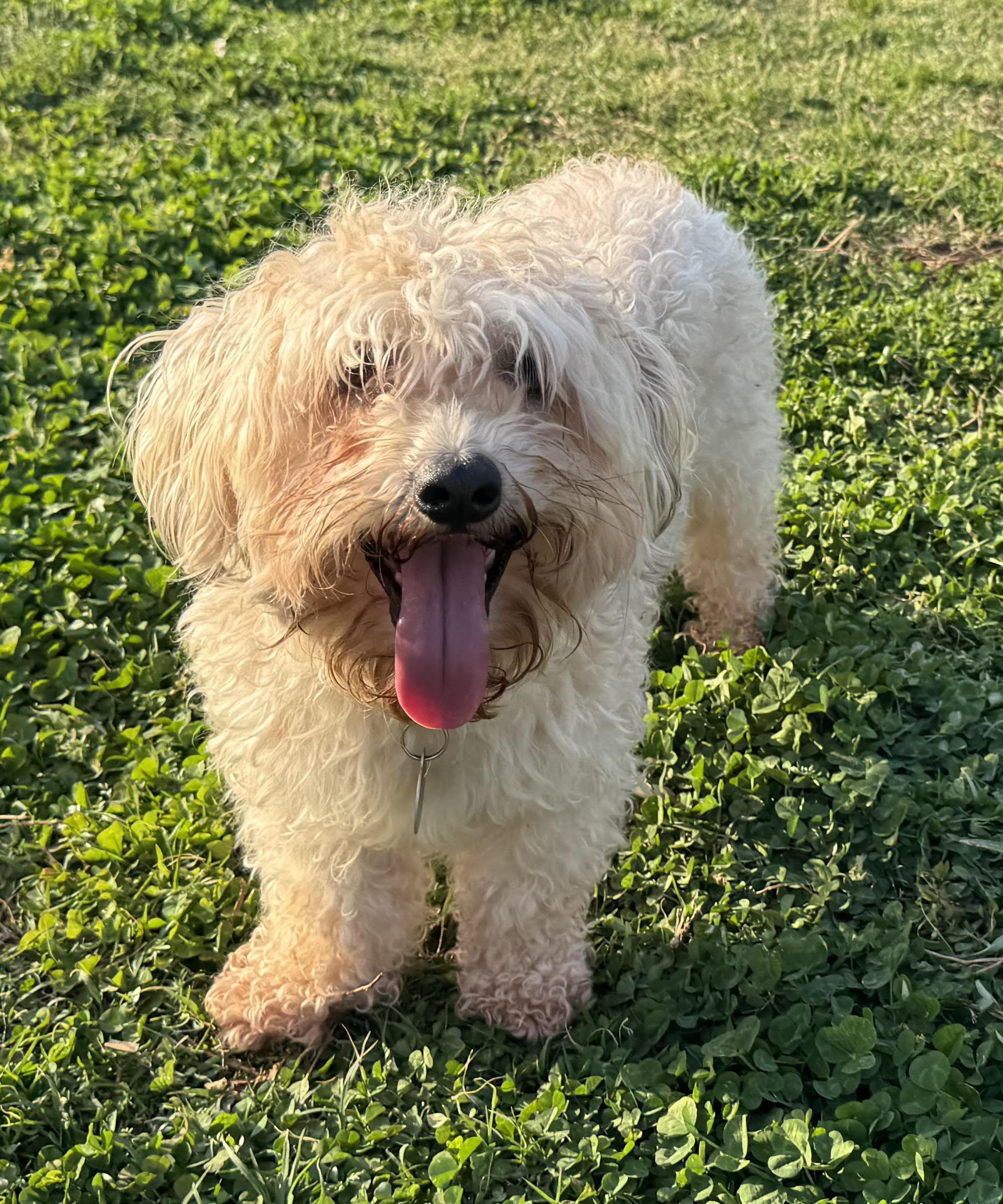 Simba, a ADOPTABLE mixed breed in Maiden, NC image 5/6