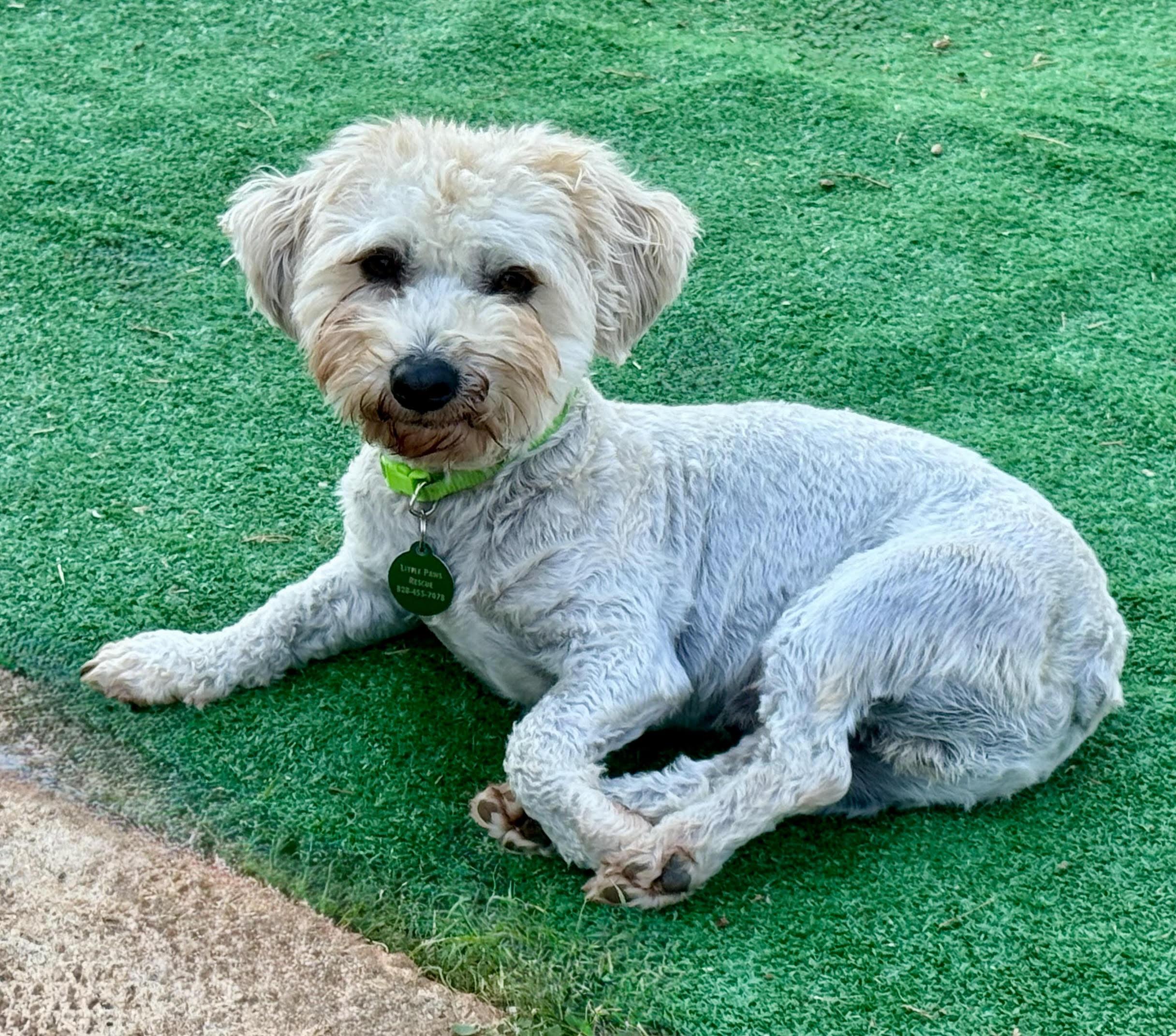 Simba, a ADOPTABLE mixed breed in Maiden, NC image 6/6