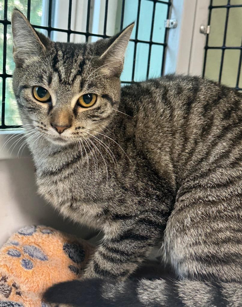 Duchess, Adoptable, Kitten Male Domestic Short Hair.