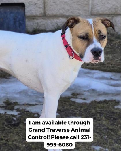 Enlarge Scarlett 4604, a Adoptable mixed breed in Traverse City, MI image 2/3