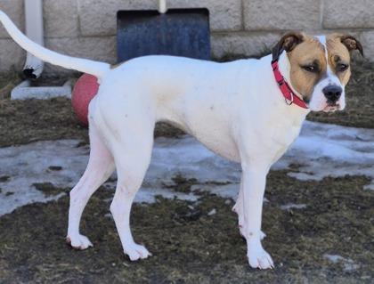 Enlarge Scarlett 4604, a Adoptable mixed breed in Traverse City, MI image 3/3