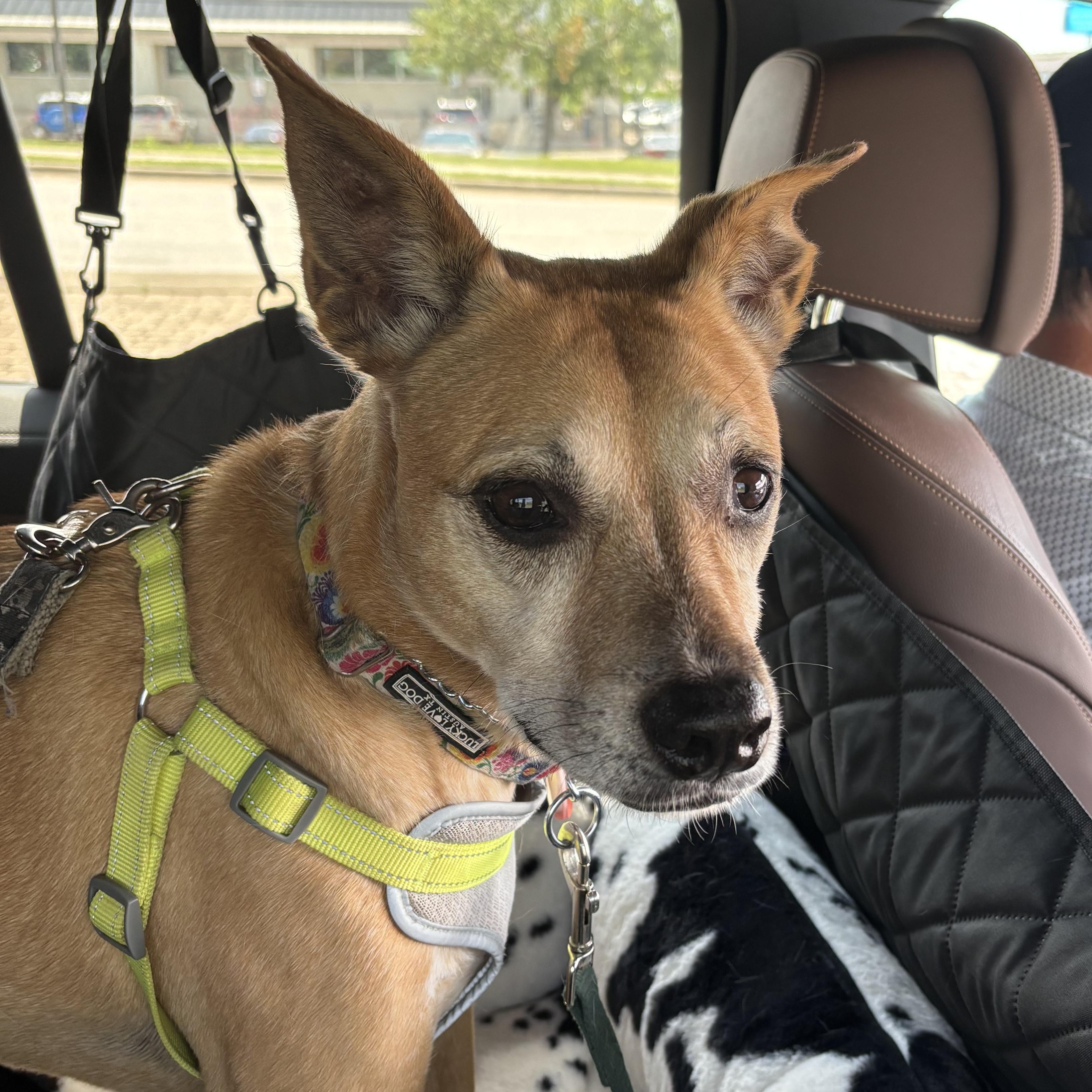Enlarge Eve, a Adoptable Labrador Retriever in Vernon, CT image 2/6
