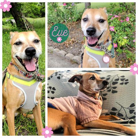 Enlarge Eve, an adoptable Labrador Retriever in Vernon, CT image 1/5