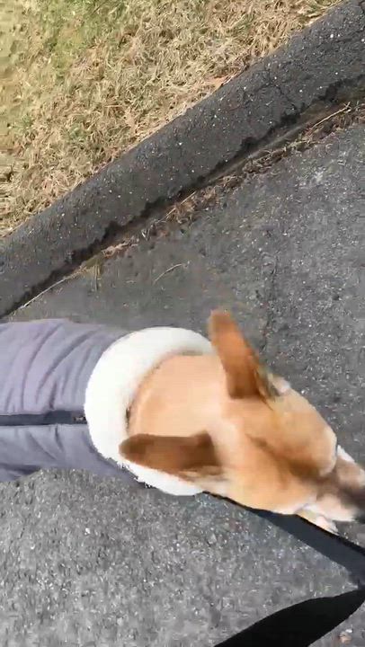 Enlarge Eve, an adoptable Labrador Retriever in Vernon, CT video 5/5