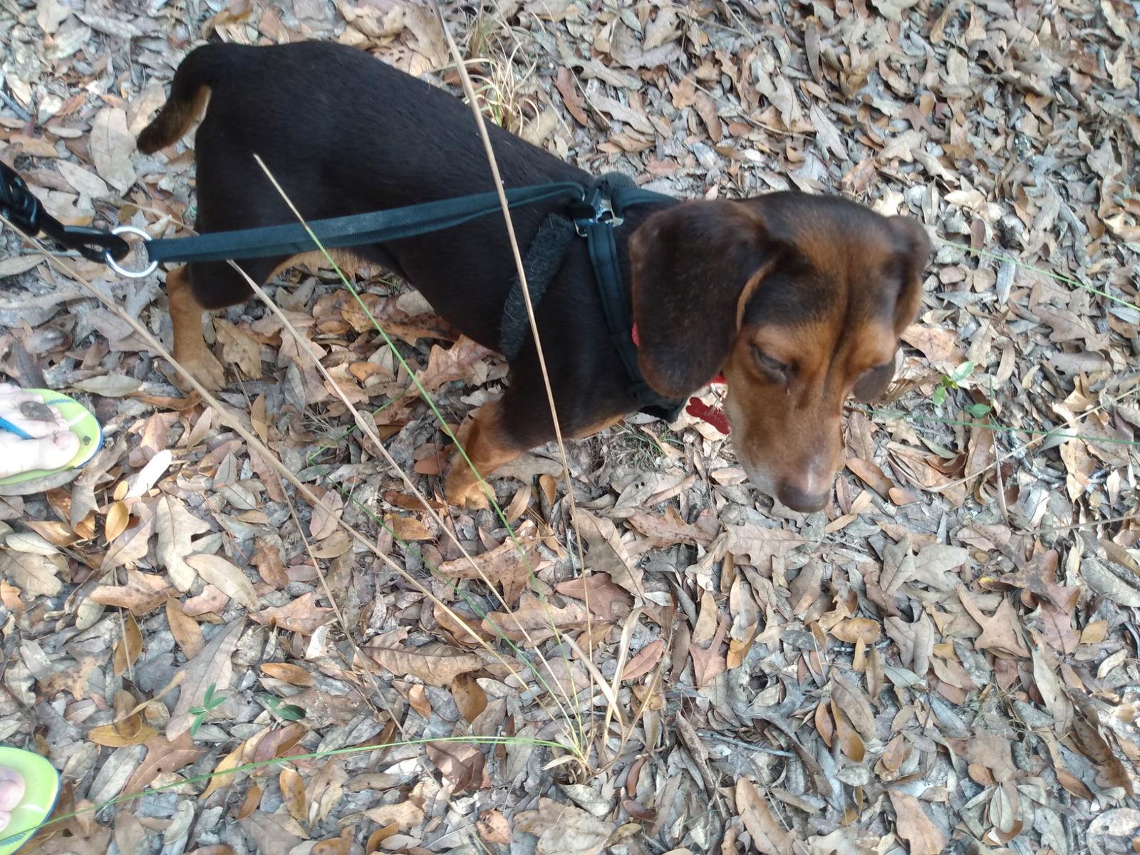 Zeta, Adoptable, Adult Female Beagle.