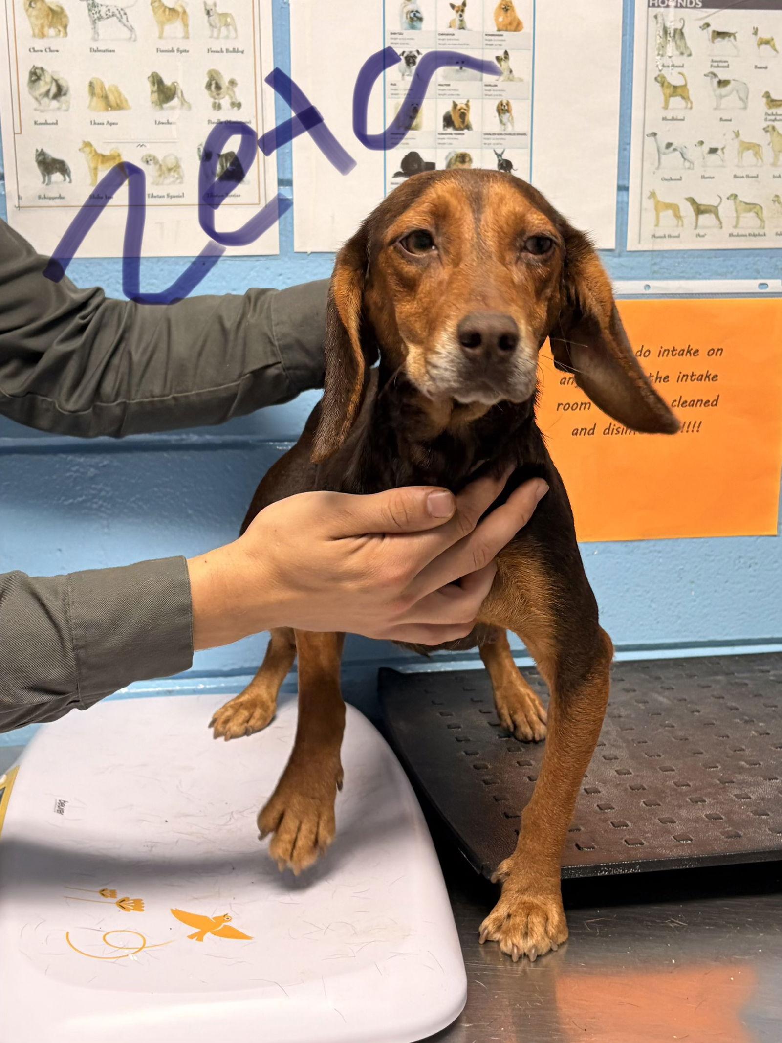 Enlarge Zeta, a Adoptable Beagle in Tampa, FL image 2/3
