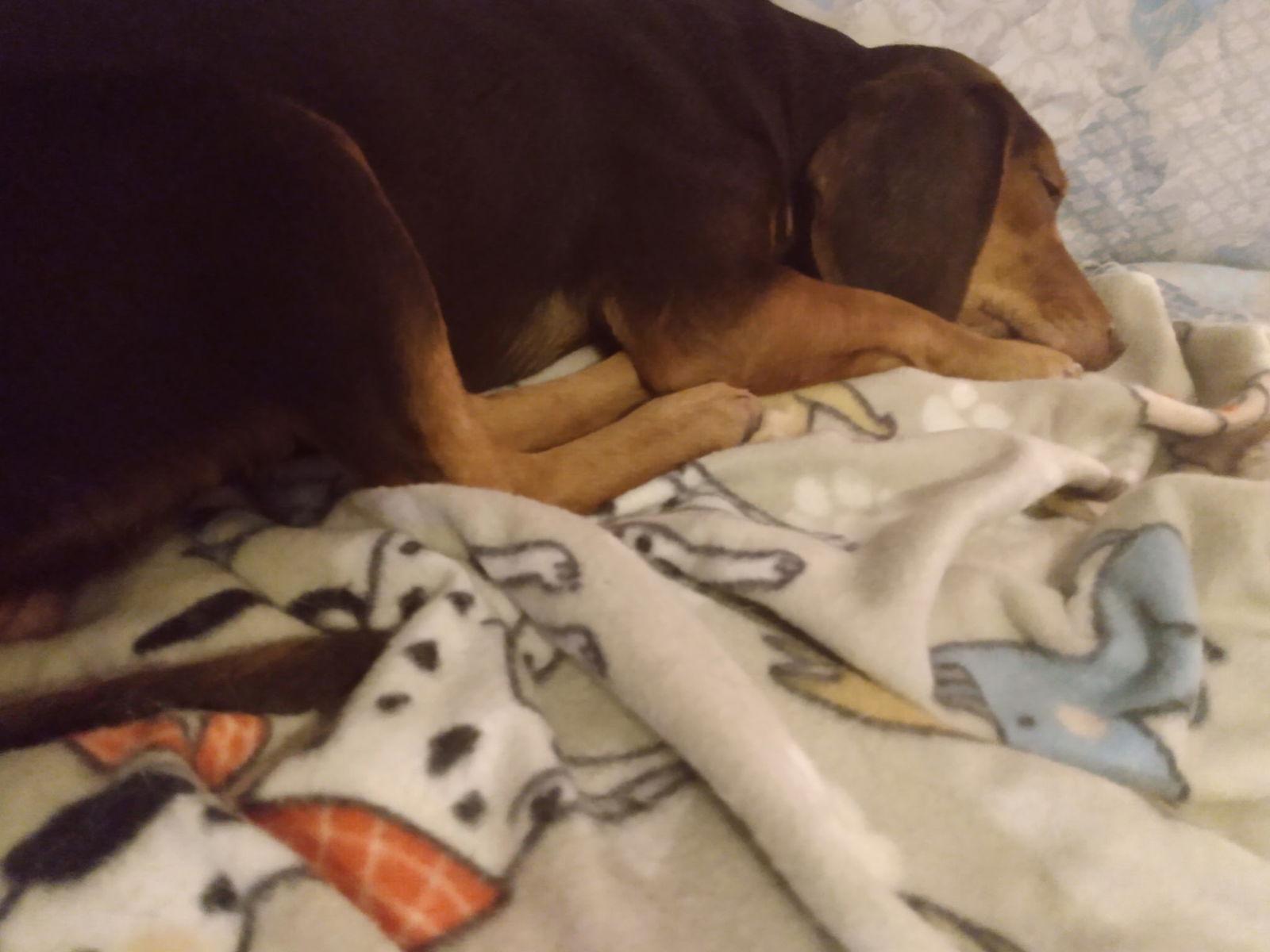 Enlarge Zeta, a Adoptable Beagle in Tampa, FL image 3/3