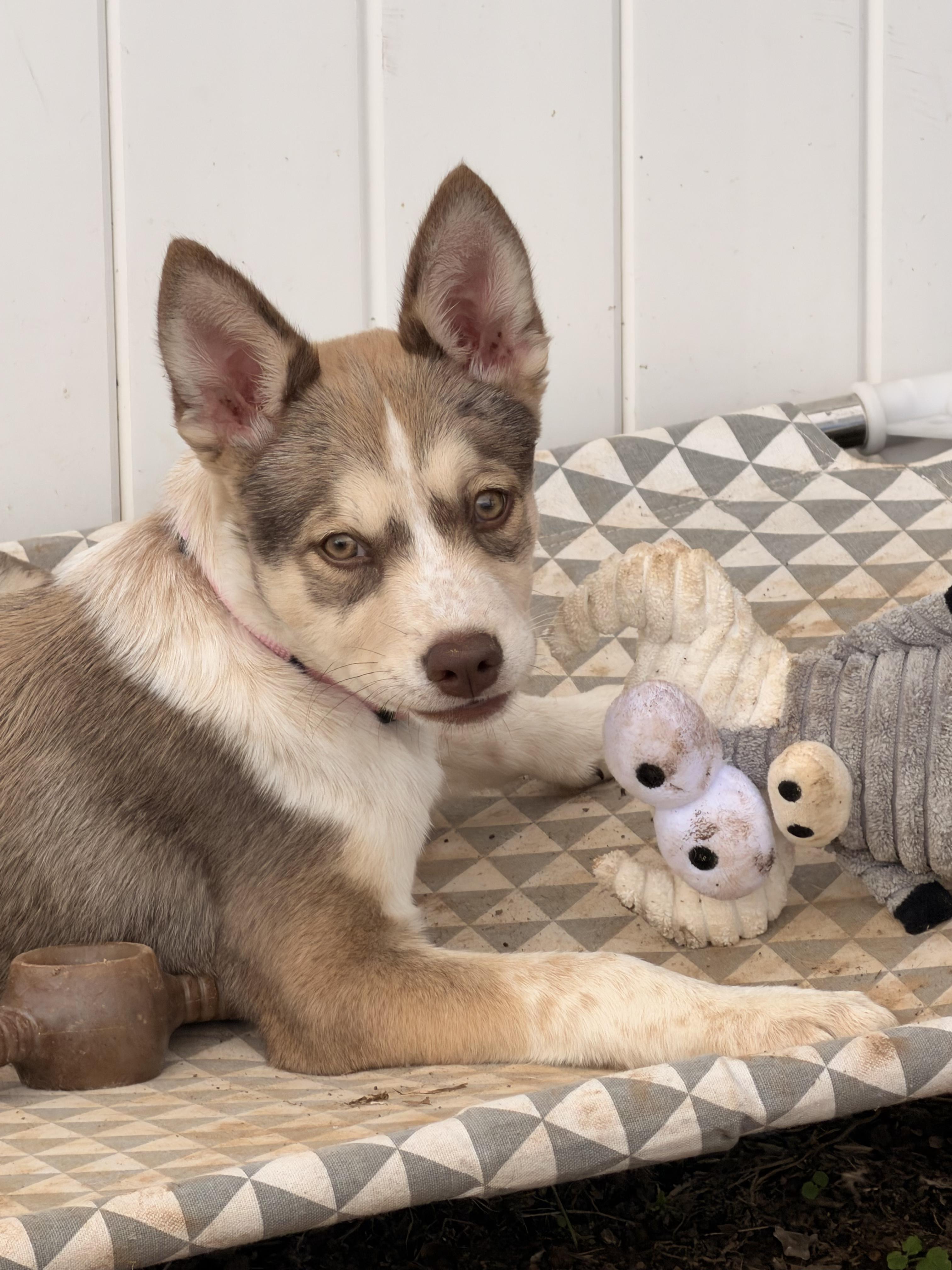 Enlarge Jumanji, a Adoptable mixed breed in Lancaster, PA image 2/6