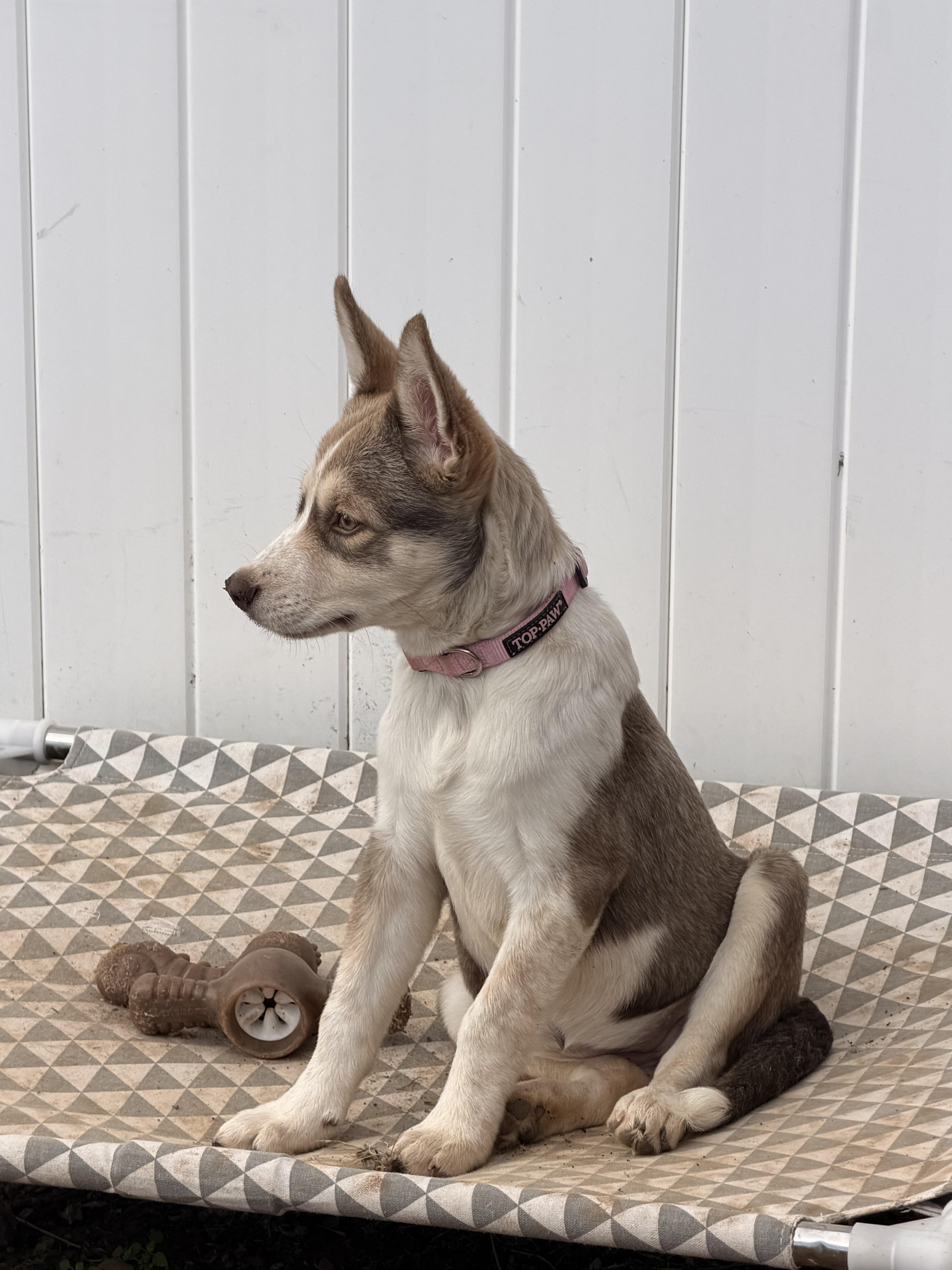 Enlarge Jumanji, a Adoptable mixed breed in Lancaster, PA image 6/6
