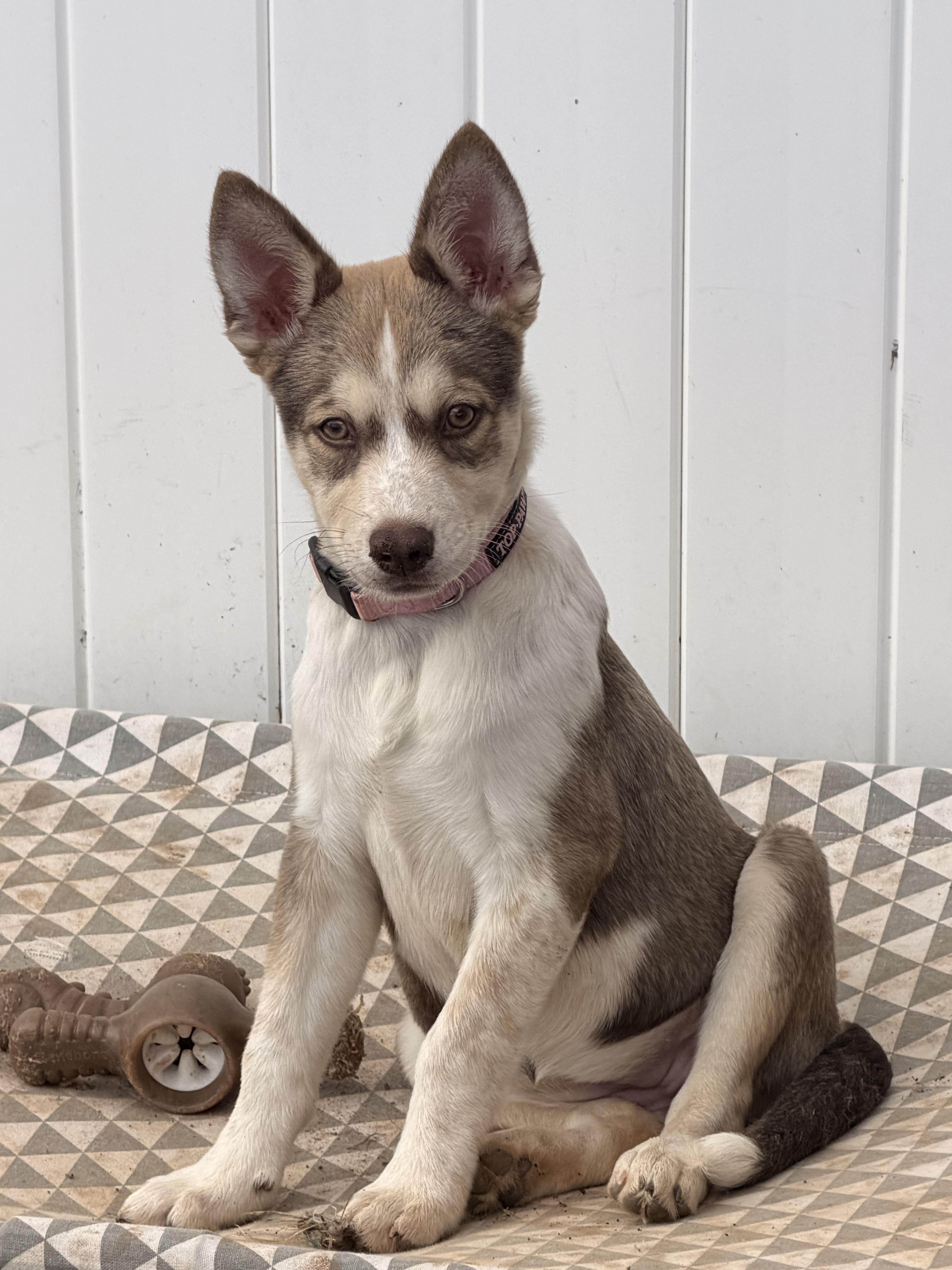 Enlarge Jumanji, a Adoptable mixed breed in Lancaster, PA image 1/6