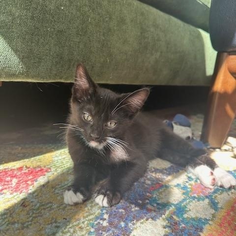Pedro Pascal Domestic Short Hair Cat