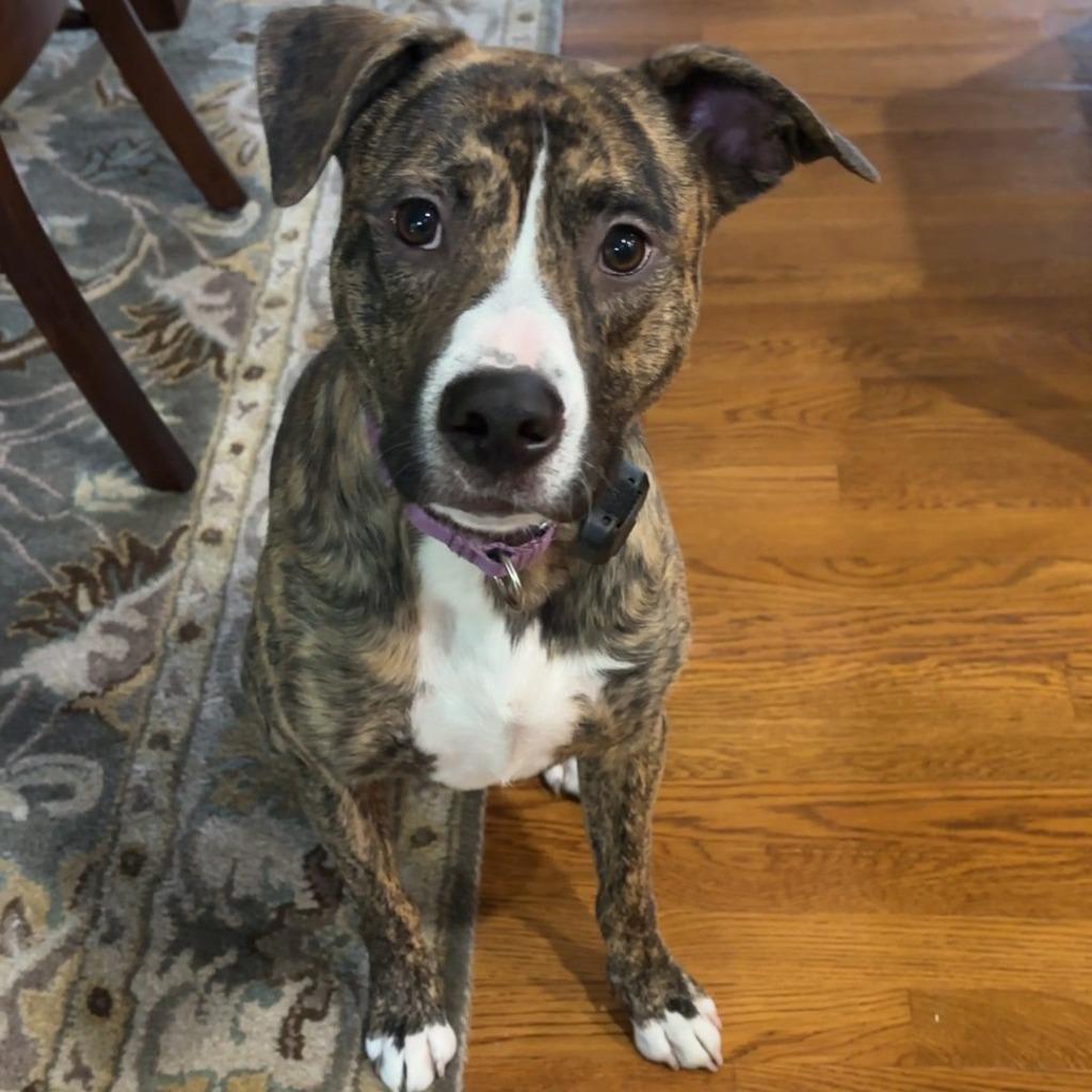 Enlarge Wally, a Adoptable mixed breed in Barron, WI image 1/6