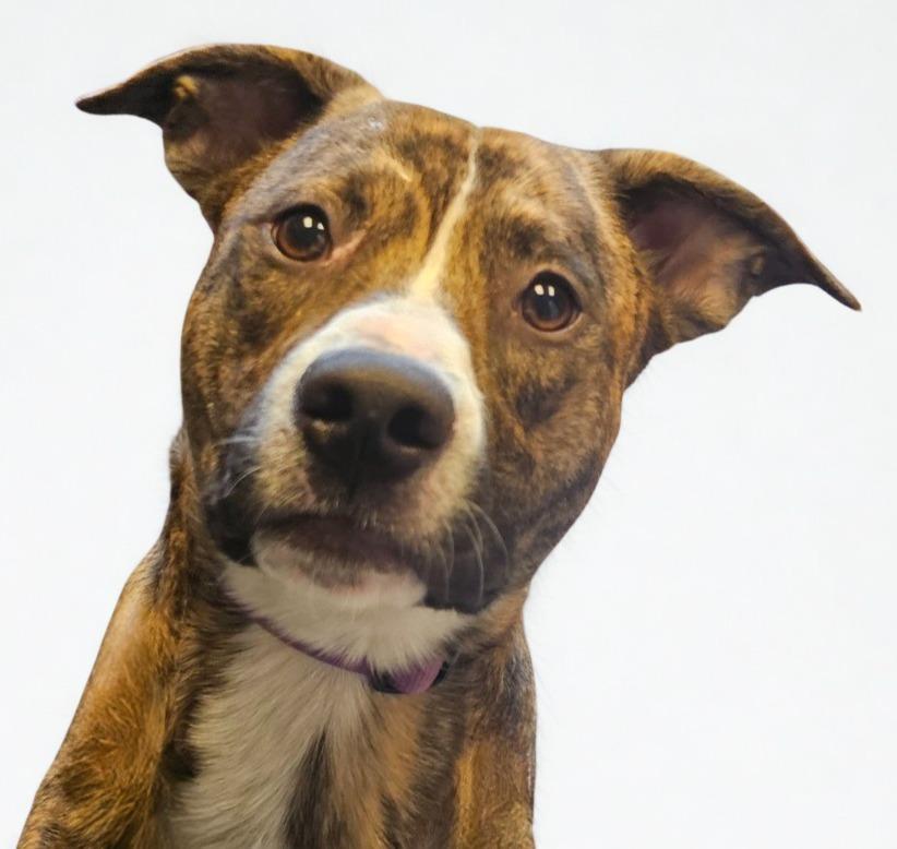 Wally, Adoptable, Young Male Mixed Breed.