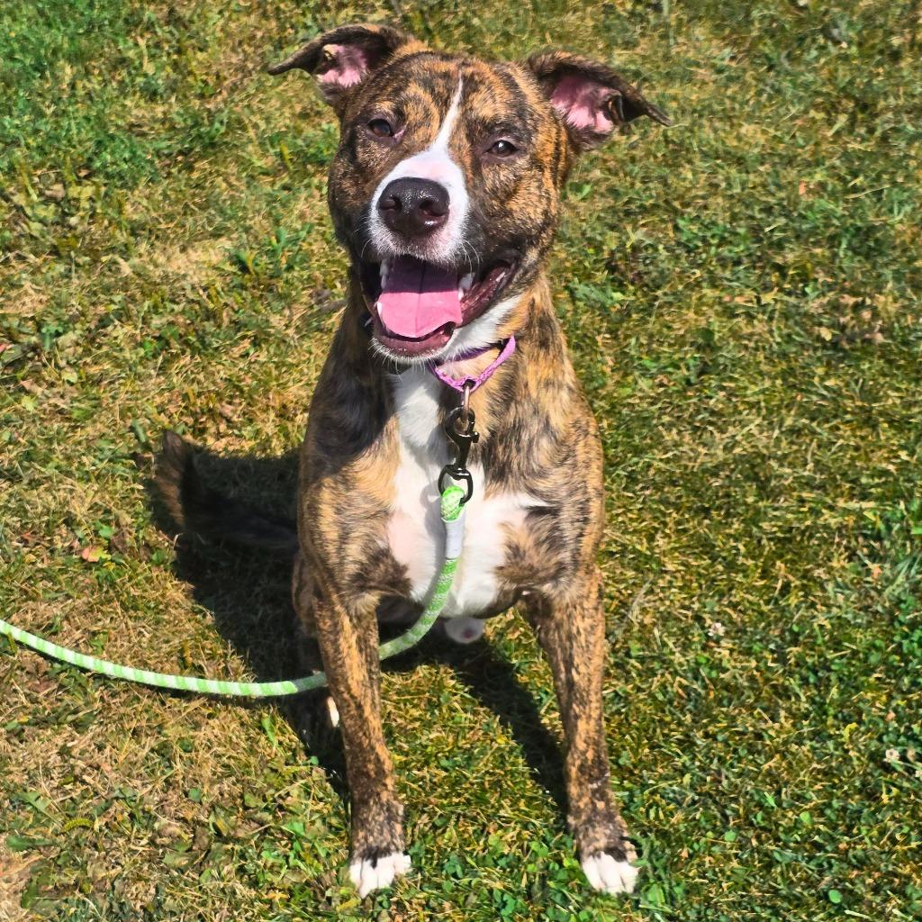 Enlarge Wally, a Adoptable mixed breed in Barron, WI image 2/2