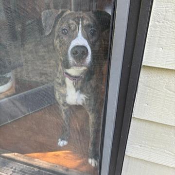 Enlarge Wally, a Adoptable mixed breed in Barron, WI image 4/6