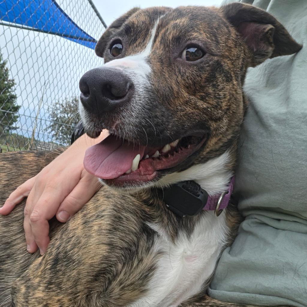 Enlarge Wally, a Adoptable mixed breed in Barron, WI image 5/6