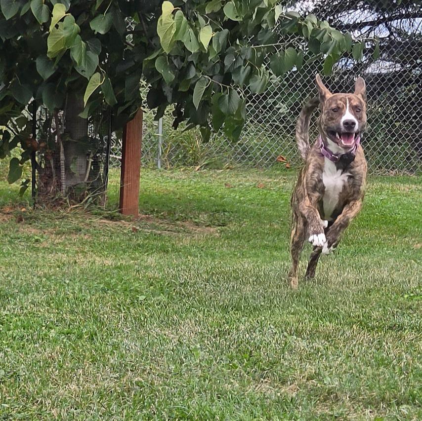 Enlarge Wally, a Adoptable mixed breed in Barron, WI image 6/6