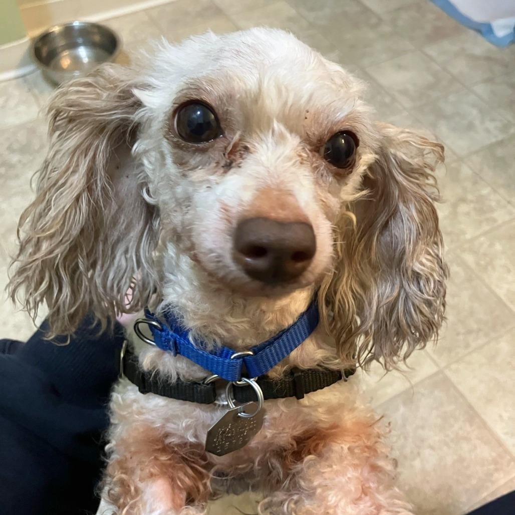 Enlarge Olivia, a Adoptable mixed breed in Woodinville, WA image 1/6