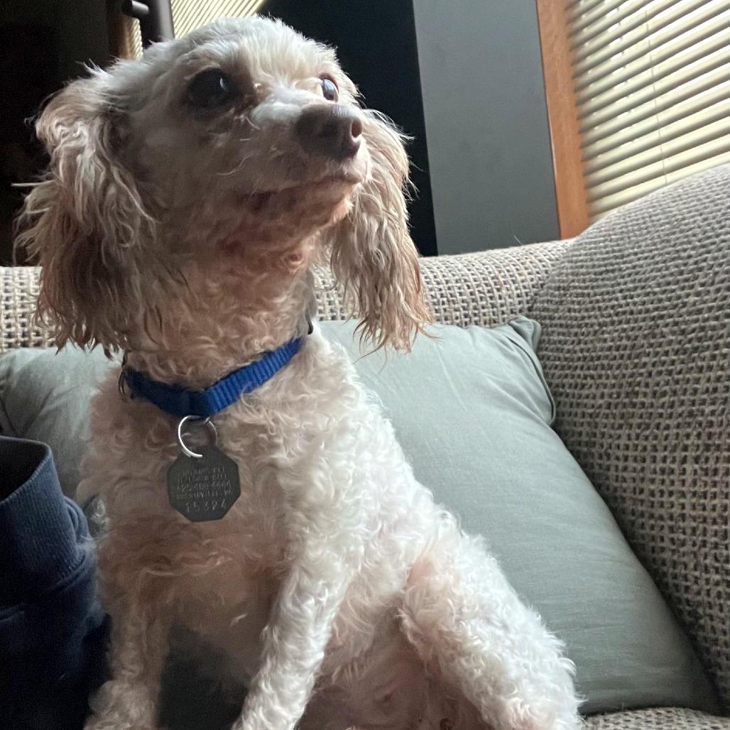 Enlarge Olivia, a Adoptable mixed breed in Woodinville, WA image 2/6