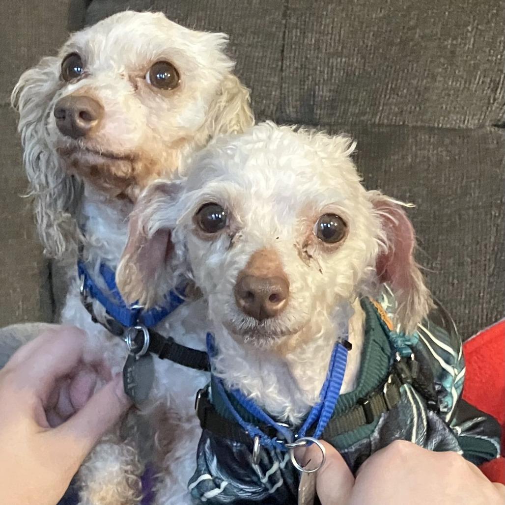 Enlarge Olivia, a Adoptable mixed breed in Woodinville, WA image 3/6