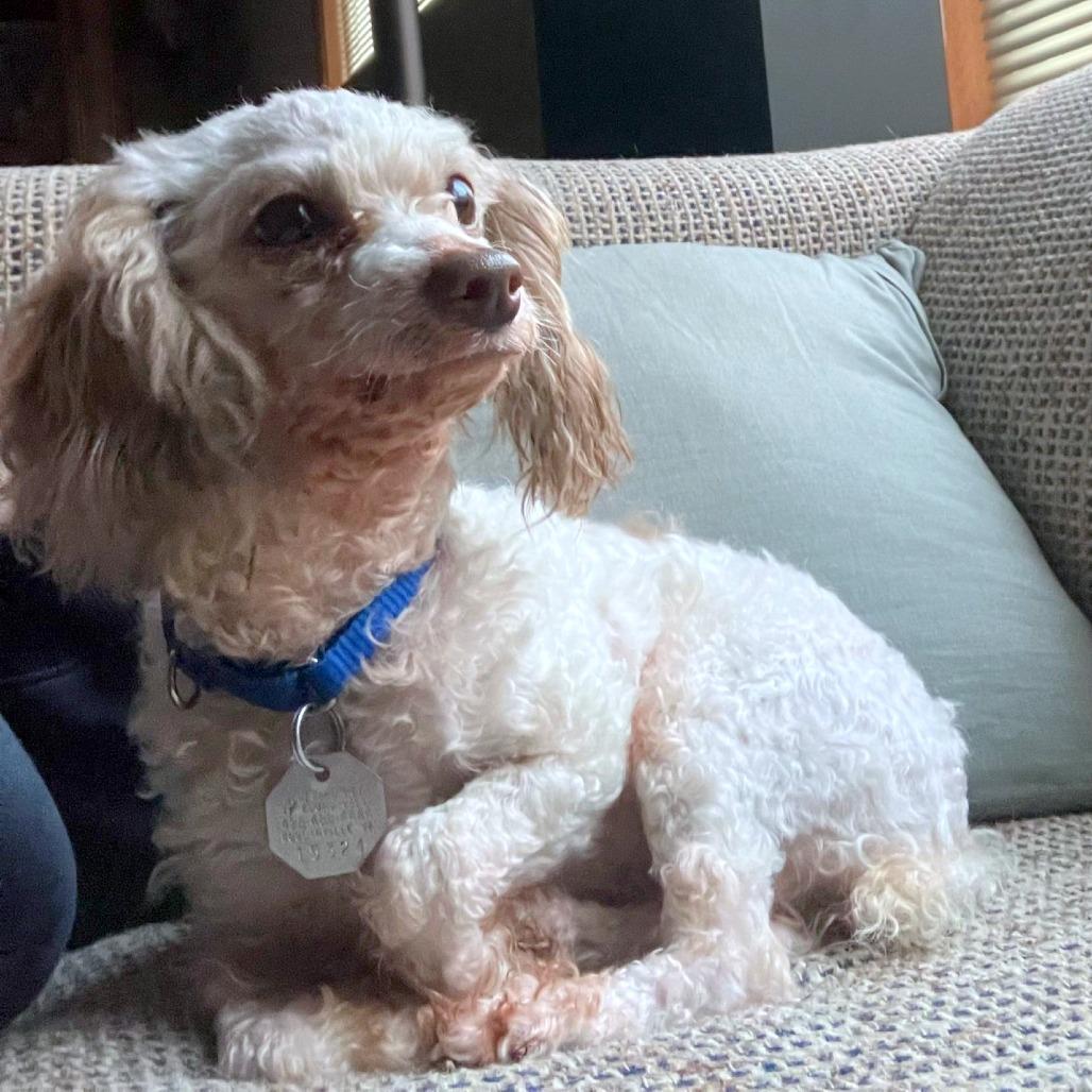 Enlarge Olivia, a Adoptable mixed breed in Woodinville, WA image 4/6