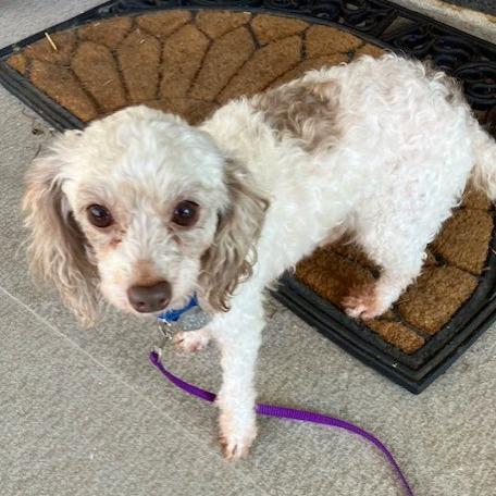 Enlarge Olivia, a Adoptable mixed breed in Woodinville, WA image 4/6